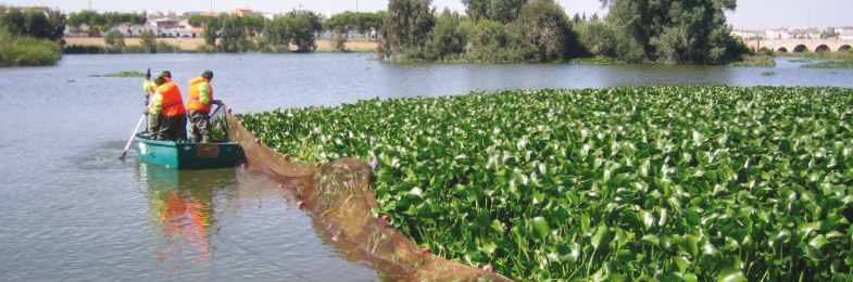 Trabajadores en barca eliminando jacinto de agua